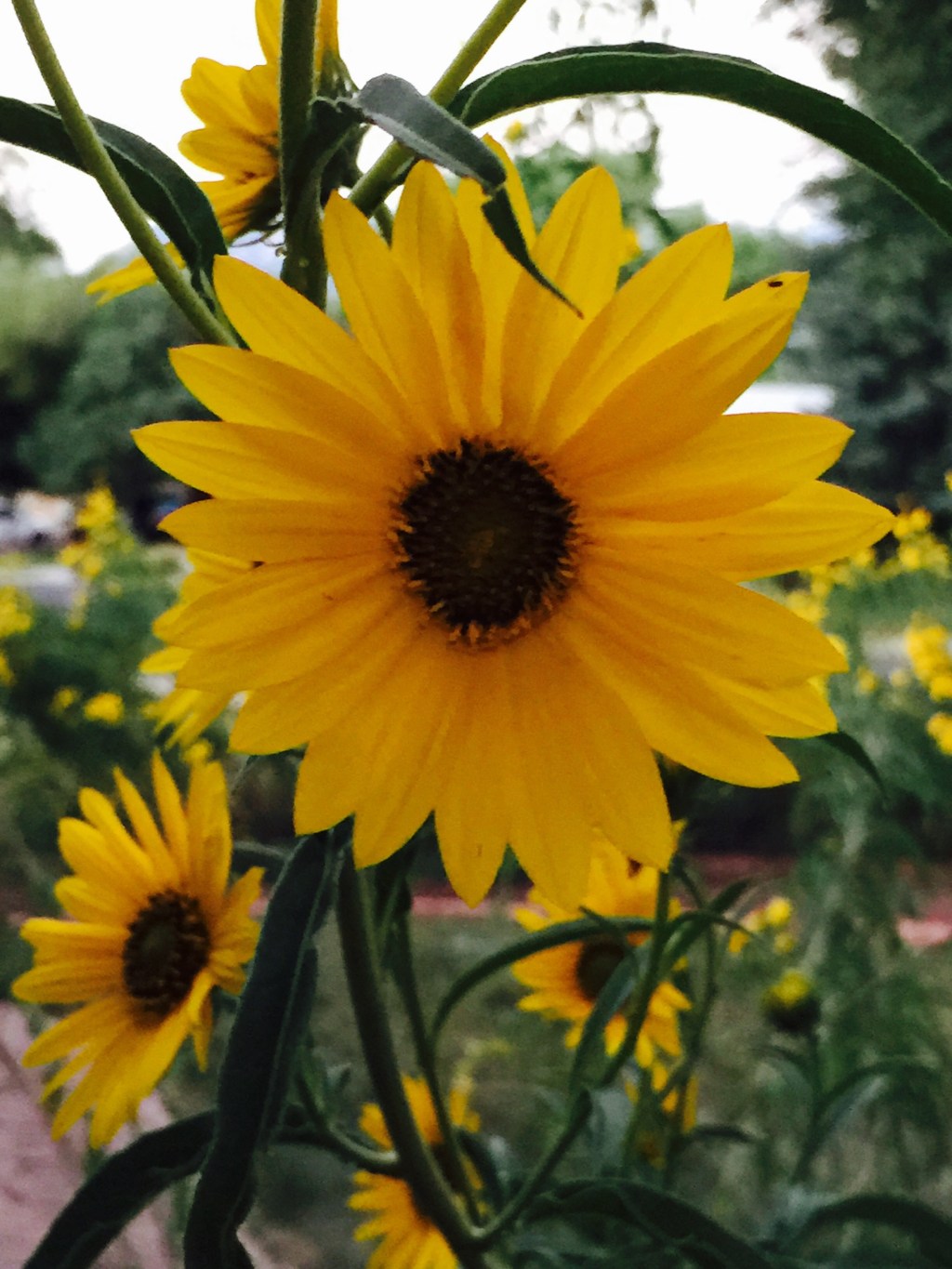 Dawn at the&nbsp;House