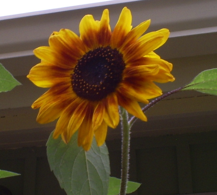 SAMSUNG DIGIMAX A503