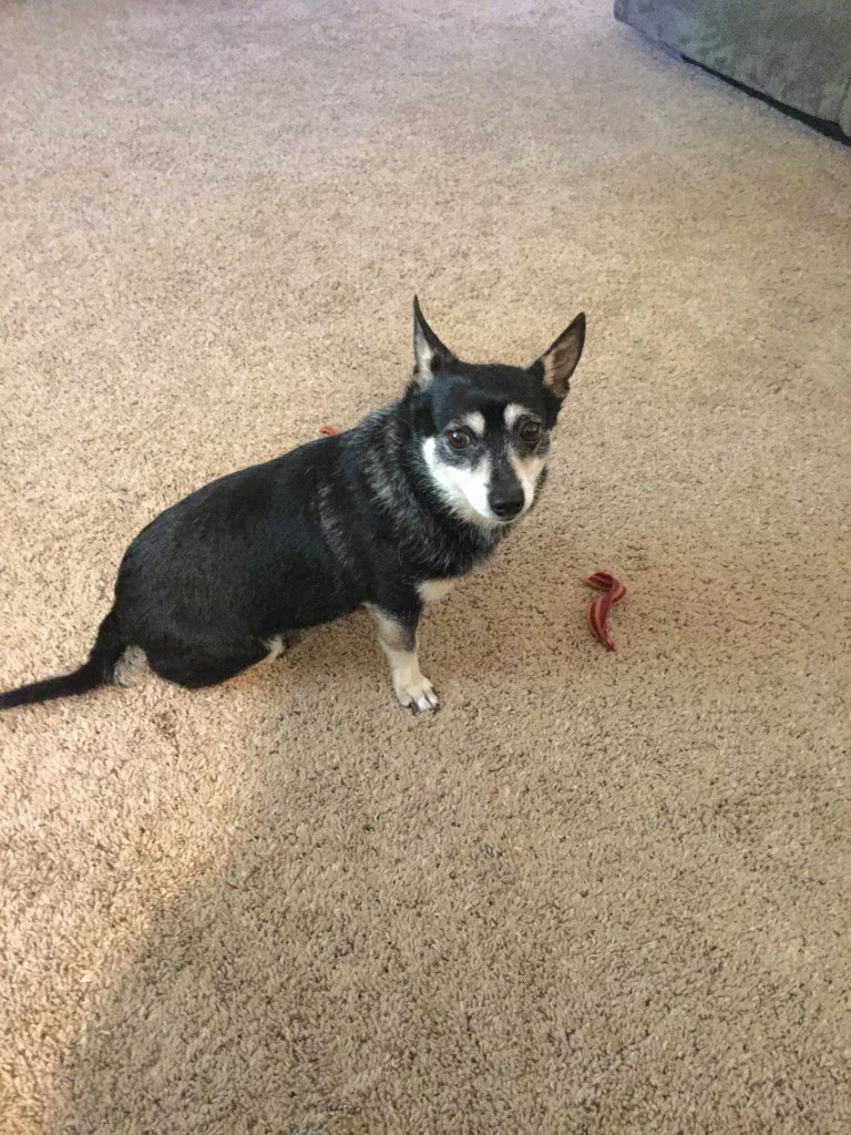 Buddy the Clean and Frisky!